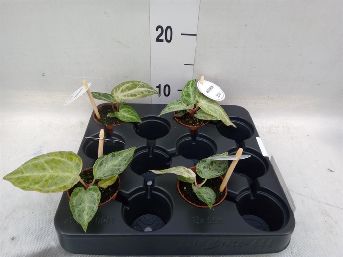<h4>Anthurium ...</h4>