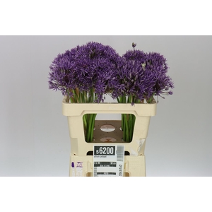 Allium Jackpot
