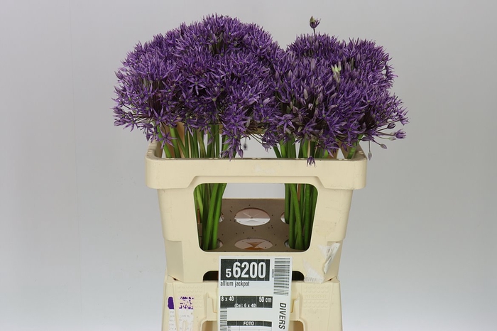 <h4>Allium Jackpot</h4>
