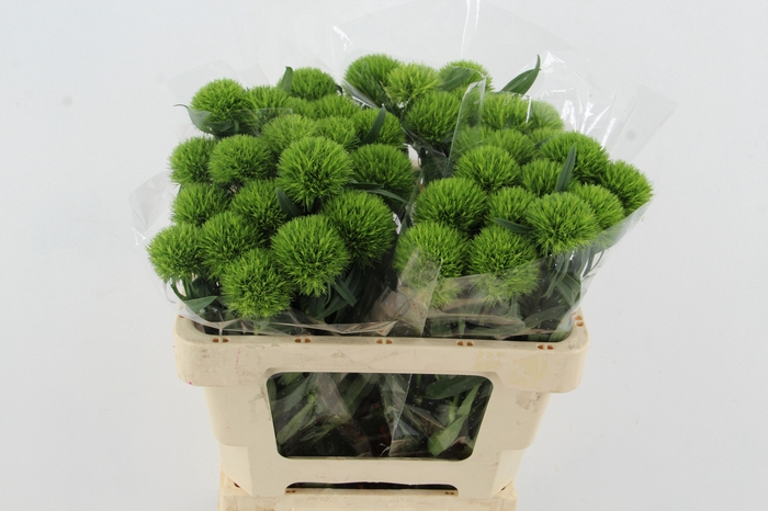 <h4>DI BARB KIWI MELLOW</h4>