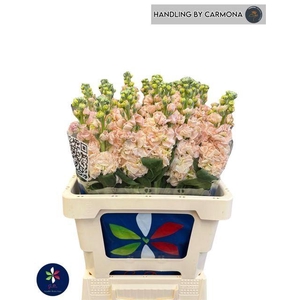 VIOLIER IRON APRICOT