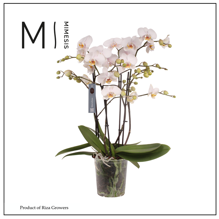 <h4>Phalaenopsis Marvellous White 50+ – 17cm | Mimesis</h4>