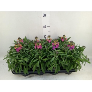 Erysimum  'Leya Orange Glow'