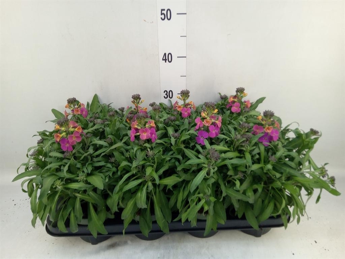 <h4>Erysimum 'Leya Orange Glow'</h4>