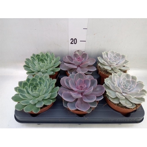Echeveria   ...mix