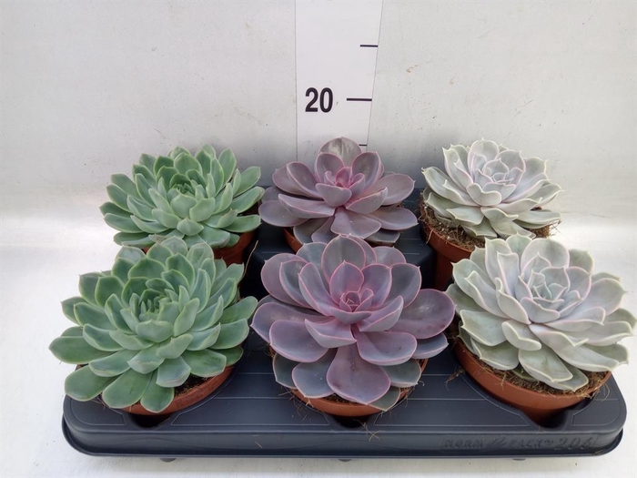<h4>Echeveria   ...mix</h4>
