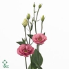 LIS G EXCALIBUR ROSE PINK
