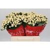 Hypericum Cool Romance