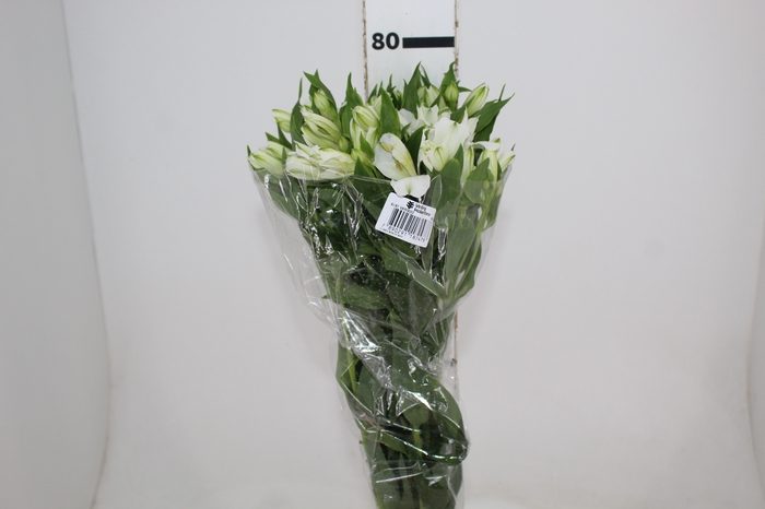 <h4>ALSTROEMERIA AVALANGE 080 CM</h4>