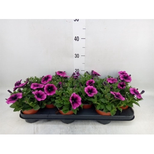 Petunia  'Ray Purple Vein'