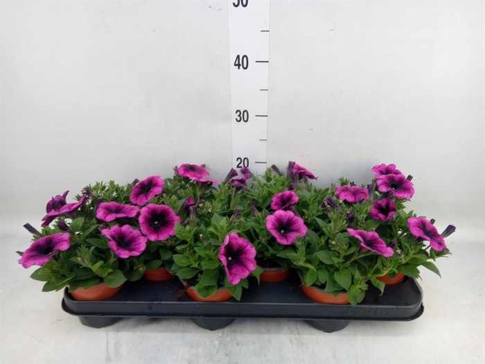 <h4>Petunia 'Ray Purple Vein'</h4>