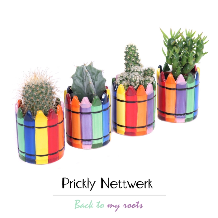 <h4>CACTUS OV</h4>