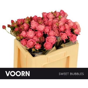 Rosa TR 'Sweet Bubbles' VOORN