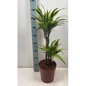 Dracaena fragrans Lemon Lime 21Ø 80cm 2pp