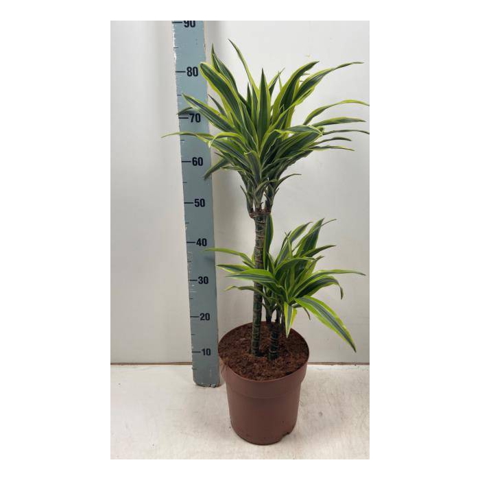<h4>Dracaena fragrans Lemon Lime 21Ø 80cm 2pp</h4>