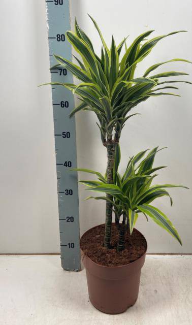 Dracaena fragrans Lemon Lime 21Ø 80cm 2pp
