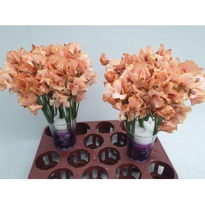 LATHYR PARFUM KLB H%