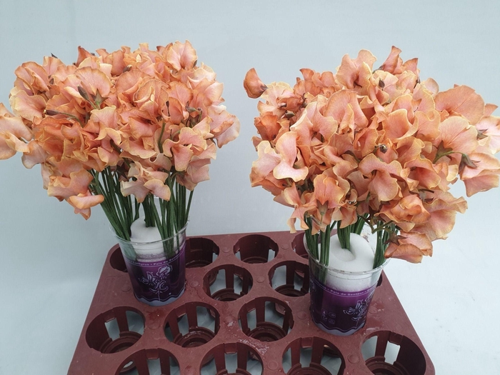<h4>Lathyrus Pompoen Magic</h4>