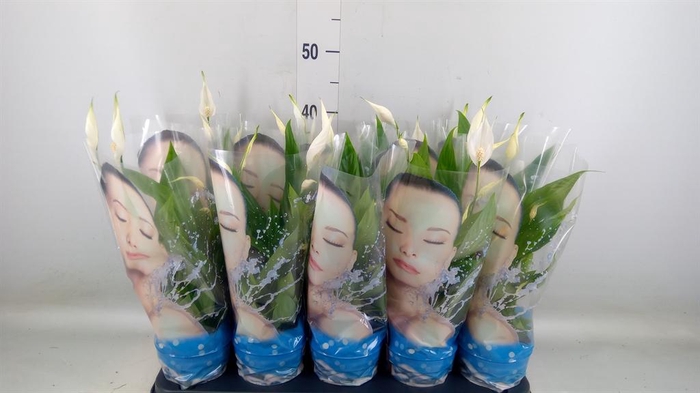 <h4>Spathiphyllum  'Alana'</h4>