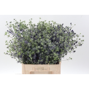 Eryn Pl Blue Glitt