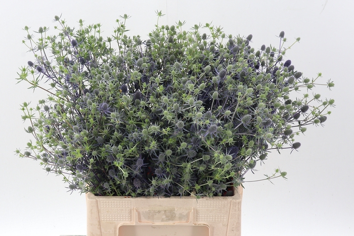 <h4>Eryn Pl Blue Glitt</h4>