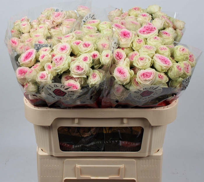 <h4>R TR GELATO</h4>