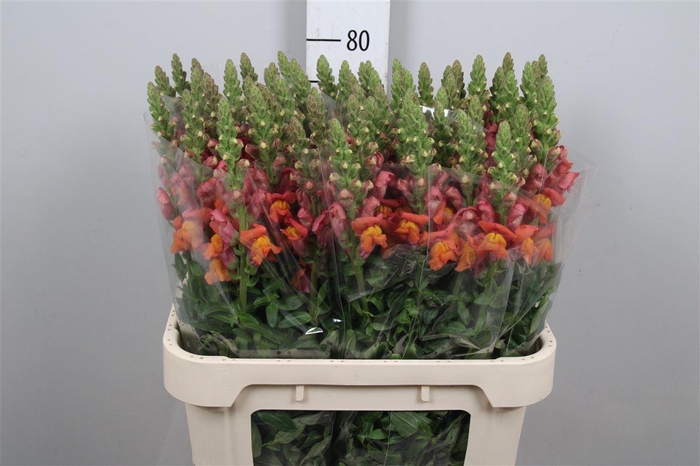 <h4>Antir Cool Orange</h4>