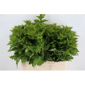PHYSOCARPUSBLAD GREEN 060CM