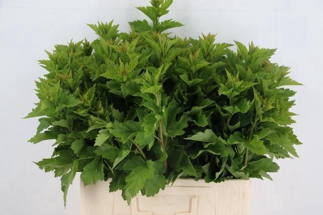 <h4>PHYSOCARPUSBLAD GREEN 060CM</h4>