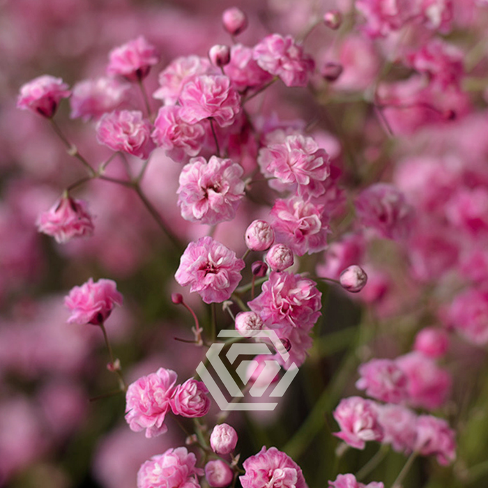 <h4>GYPS PA TINTED HOT PINK</h4>