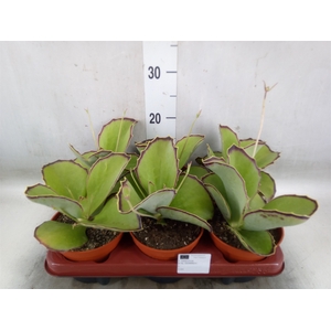 Kalanchoe   ...