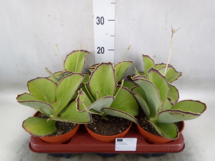<h4>Kalanchoe   ...</h4>