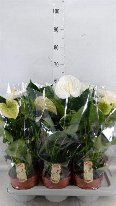 <h4>Anthurium andr. 'Alpine'</h4>