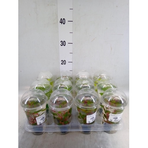 Aquariumplanten   ...mix