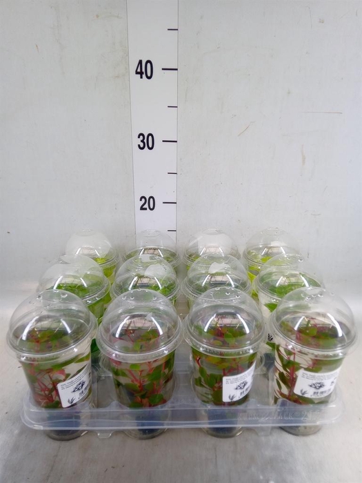 <h4>Aquariumplanten   ...mix</h4>