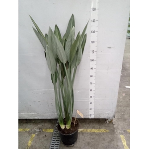 Strelitzia reg.