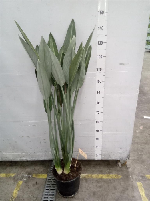 <h4>Strelitzia reg.</h4>