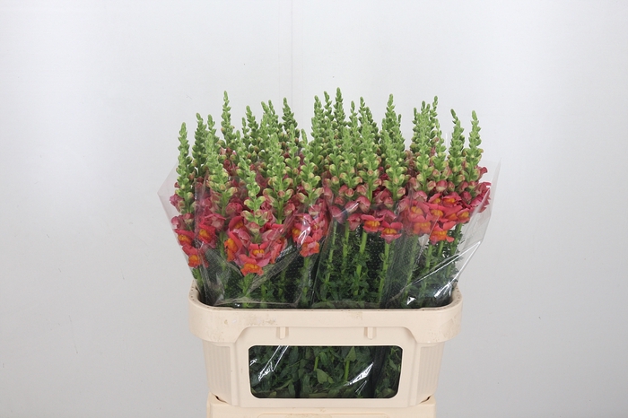 <h4>Antirrhinum Po D. Orange</h4>