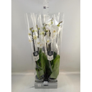 Phalaenopsis  'White World'