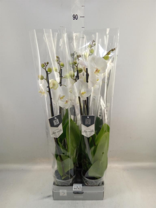 <h4>Phalaenopsis 'White World'</h4>