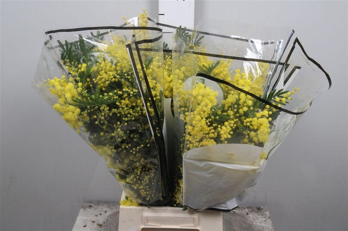 <h4>Acacia Decurrens</h4>