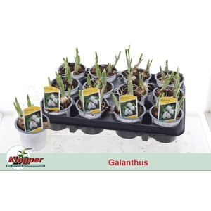 Galanthus Niv In Pot