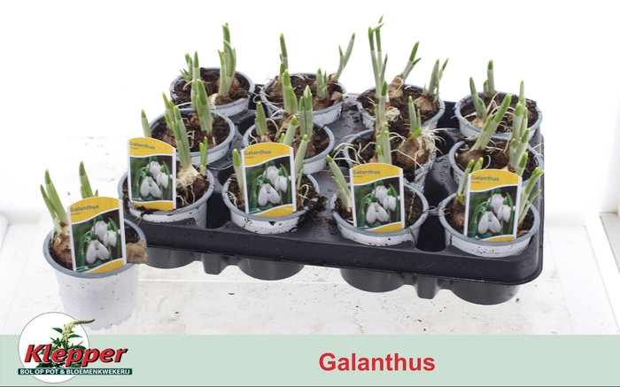 <h4>Galanthus Niv In Pot</h4>