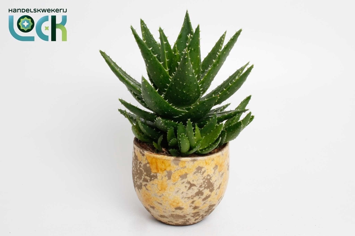 <h4>Aloë Mitriformis in gele luuk pot</h4>