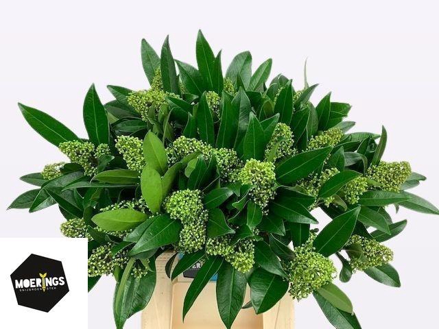 <h4>SKIM C KEW GREEN BS</h4>
