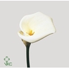 Zantedeschia ae colombe de la paix