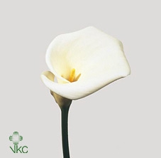 Zantedeschia ae colombe de la paix