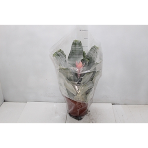 AECHMEA FASCIATA P17