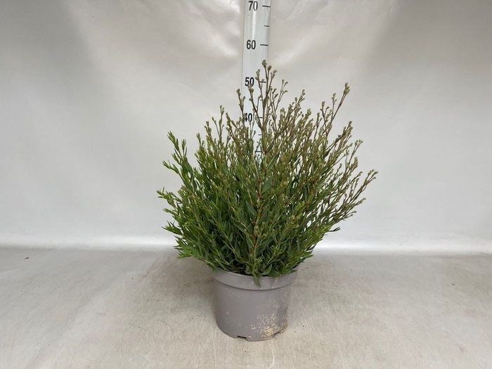 <h4>Gypsophila panic. 'Summer Sparkles'</h4>