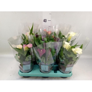 Zantedeschia   ...mix
